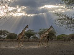 Giraffes Walk