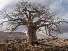 Mystical Tree