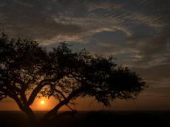 African Sunrise