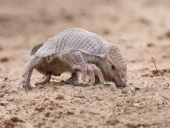 Coseberú