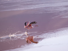 Flamenco's Take-off