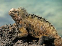 Marine Iguana