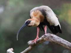 Buff-necked Ibis