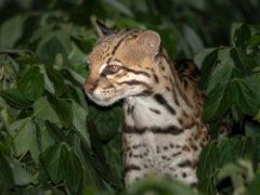 Ocelot