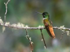 Endemic Hummingbird