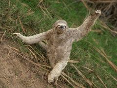 Sloth's Salute