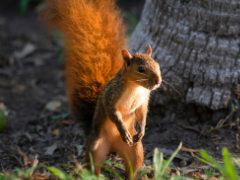 Focused Squirrel