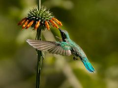 Hummingbird Two