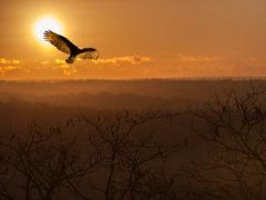 Mighty Flight